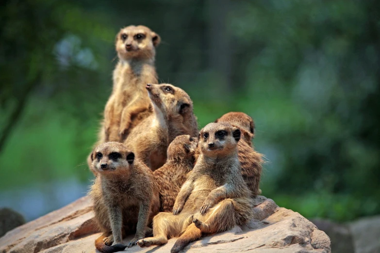 a group of meerkats sitting on top of a rock, a portrait, by Dietmar Damerau, flickr, sitting on a log, blank stare”