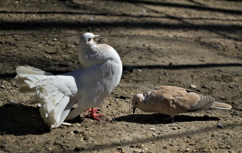 a couple of birds standing next to each other on a dirt ground, a portrait, flickr, renaissance, white dove, having fun in the sun, paris 2010, puce and vermillion