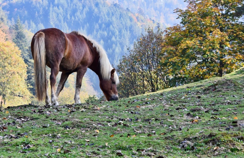 a horse standing on top of a lush green hillside, a photo, by Béla Apáti Abkarovics, shutterstock, covered in fallen leaves, having a snack, view from the side, bosnian