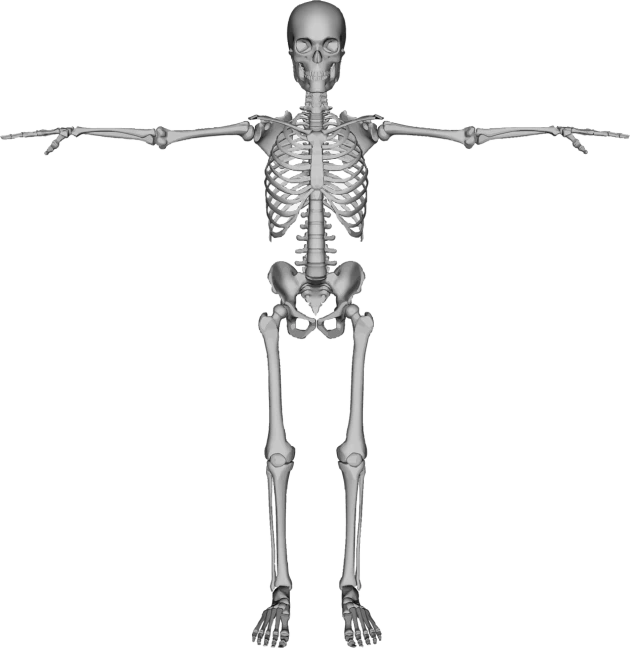 a black and white photo of a skeleton, a raytraced image, by Andrei Kolkoutine, zbrush central, zoomed out full body, fully symmetrical, medical imaging, upper body avatar