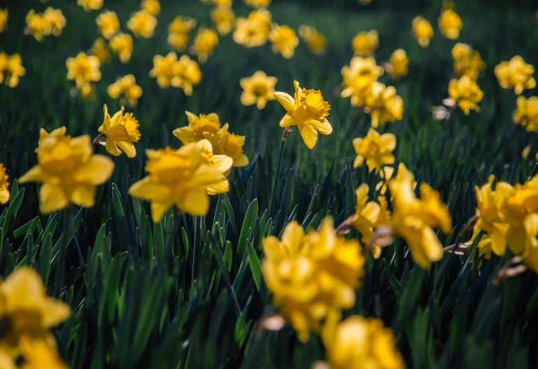 a field of yellow daffodils on a sunny day, a tilt shift photo, hurufiyya, 35 mm product photo”