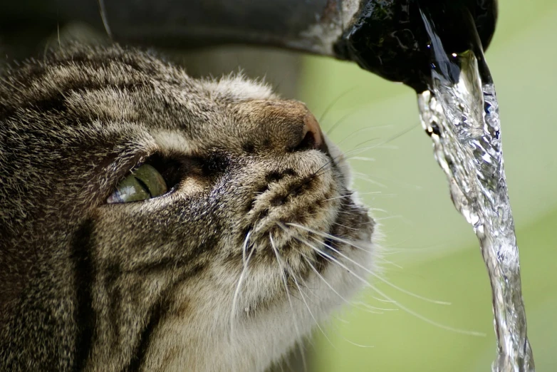 a close up of a cat drinking water from a faucet, by Hans Schwarz, shutterstock, photo taken with canon 5d, closeup at the face, focus on facial detail, photorealism. trending on flickr