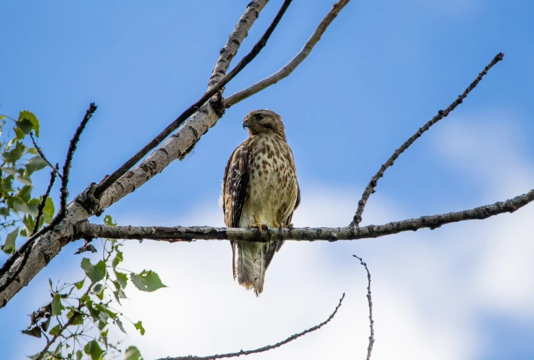 a hawk sitting on top of a tree branch, a portrait, wide shot photo, idaho, summer day, mid shot photo