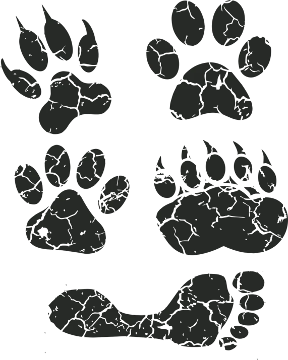 a set of four paw prints on a black background, by Marten Post, deviantart, graffiti, ruins, 1 0 2 4 x 7 6 8, bear legs, illustration of a cat