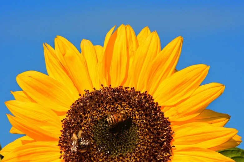 a close up of a sunflower with a bee on it, a photo, two suns are in the sky, very accurate photo, istockphoto, amazing contrasting background