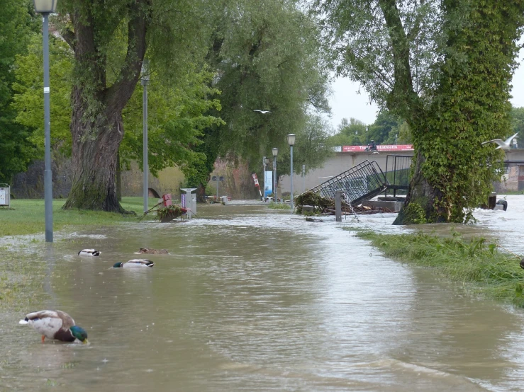 a couple of ducks that are standing in the water, a photo, shutterstock, hurufiyya, flooded old wooden city street, trench sandbags in background, vines overflowing, footage