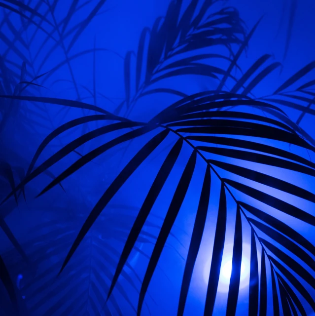 a close up of a palm leaf on a blue background, art deco, blue lighting. fantasy, an image of a moonlit forest, black light, lush exotic vegetation