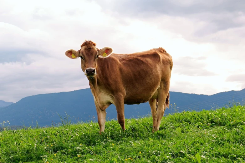 a brown cow standing on top of a lush green field, a picture, by Matthias Weischer, shutterstock, overcast mood, gorgeous female, stock photo, nice slight overcast weather