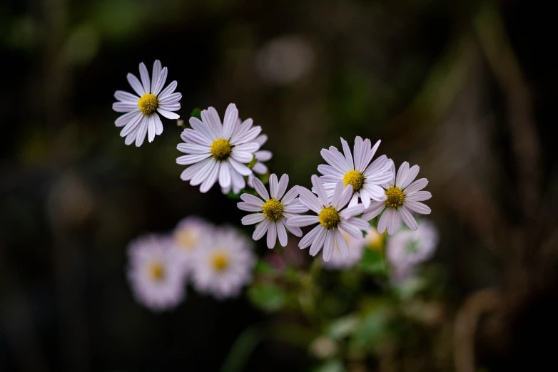 a group of white flowers sitting on top of a lush green field, a macro photograph, by Tom Carapic, australian wildflowers, ari aster, in a forest glade, difraction from back light