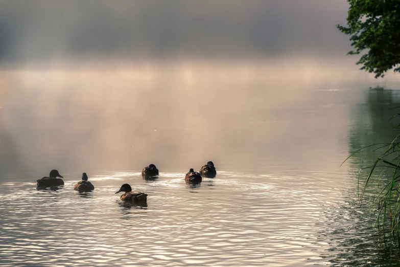 a group of ducks floating on top of a lake, a photo, by Jan Rustem, tonalism, morning mist, nature photo, tourist photo, seals