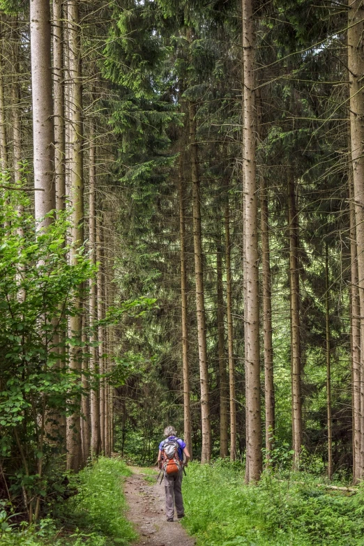 a person with a backpack walking down a path in the woods, by Dietmar Damerau, spruce trees on the sides, iso 1 0 0 wide view, summer 2016, lower saxony
