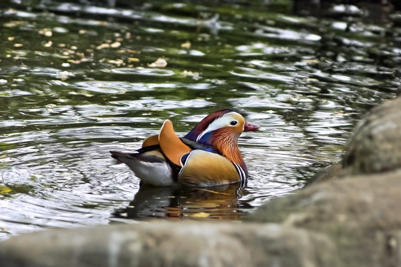 a couple of ducks sitting on top of a body of water, a portrait, inspired by Jacob Duck, flickr, colorful bird with a long, beautiful!, daoshu, f / 1. 2 5