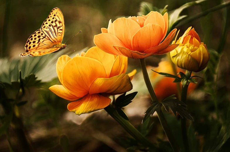 a close up of a flower with a butterfly on it, trending on pixabay, romanticism, orange yellow, setting is bliss wallpaper, buttercups, with lotus flowers