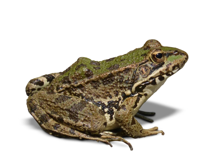 a frog sitting on top of a white surface, a digital rendering, by Scott M. Fischer, pixabay, renaissance, detailed color scan”, looking from side and bottom!, wet amphibious skin, dark