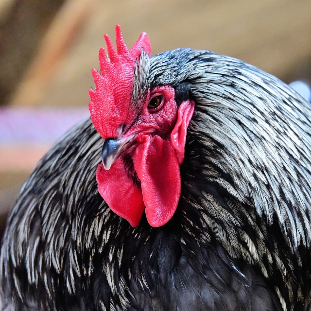 a close up of a rooster with a red comb, a portrait, by Gwen Barnard, shutterstock, he has dark grey hairs, 🦩🪐🐞👩🏻🦳, high angle close up shot, beautiful face!