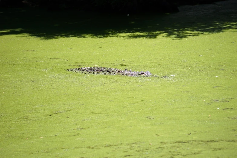 a group of birds sitting on top of a body of water, a photo, hurufiyya, green slime, alligator, 35mm photo, lawn