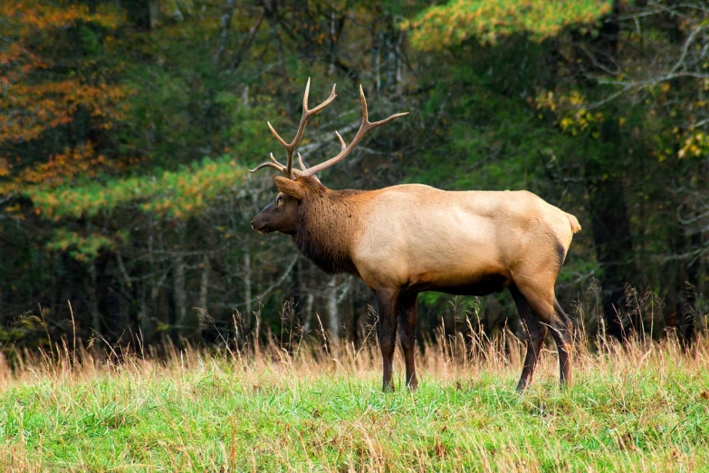 a large elk standing on top of a lush green field, a portrait, by Edward Corbett, shutterstock, fall season, side view profile centered, innocent look. rich vivid colors, alabama