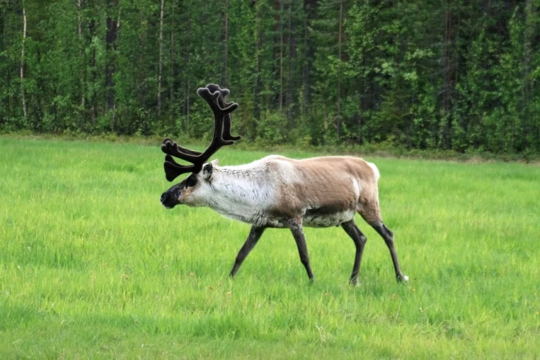 a reindeer that is standing in the grass, vacation photo, forrest in background, 2 arms and 2 legs!, from wikipedia