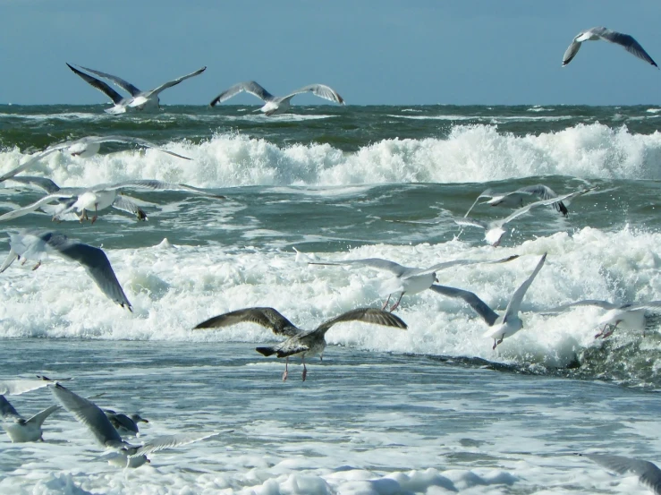 a flock of seagulls flying over a body of water, a photo, figuration libre, towering waves, watch photo, at takeoff, istock