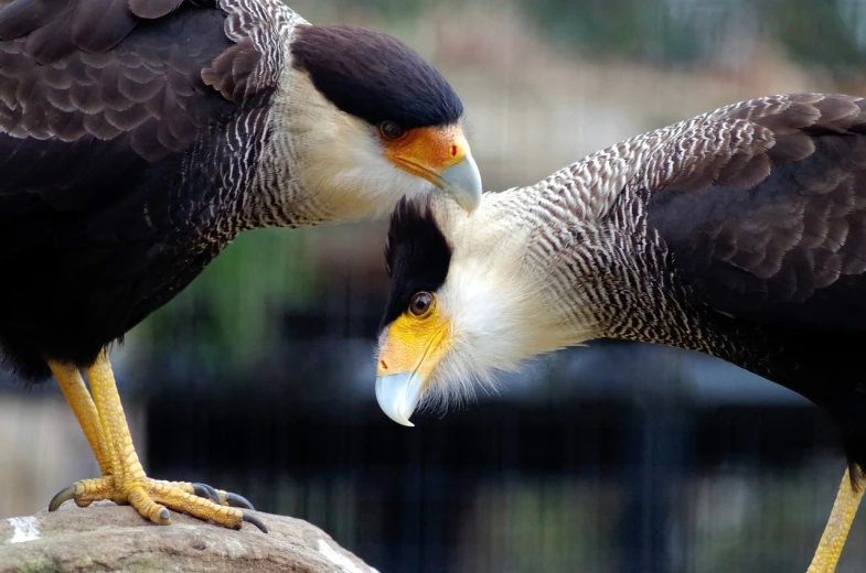 a couple of birds standing on top of a rock, a picture, by Dietmar Damerau, flickr, bauhaus, eagle head, turaco morphing chicken, modern very sharp photo, kissing each other