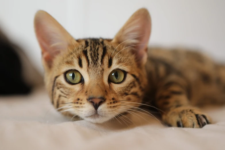 a close up of a cat laying on a bed, shutterstock, lovely and symmetrical face, young male, realistic photo, serious focussed look