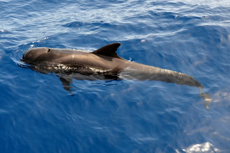 a dolphin that is swimming in the water, by Ken Elias, hurufiyya, very long, courtesy mbari, fully covered, rum