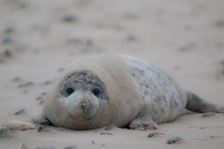 a baby seal laying on top of a sandy beach, a photo, by Robert Brackman, proud smirk, blob, head is up, fully covered