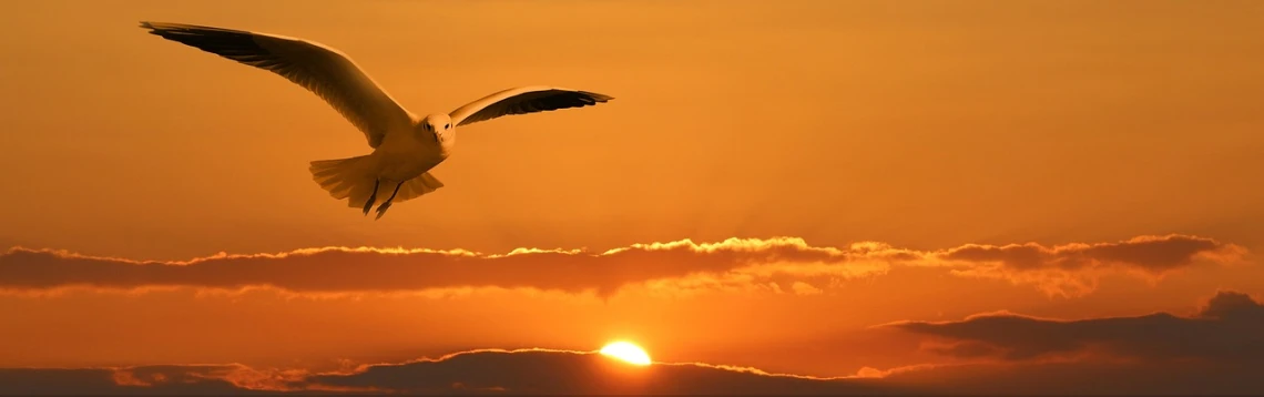 a seagull flying in front of the setting sun, by Matt Stewart, pixabay, ophanim has bird wings, banner, ambitious, kodak photo