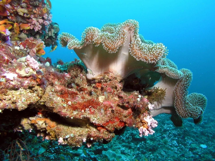 a group of sea anemons on a coral reef, by Anna Haifisch, flickr, sumatraism, ruffles, comfortable, frill, slice of life”