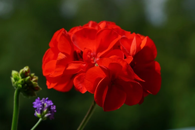 a close up of a red flower with a blurry background, a portrait, verbena, close-up product photo