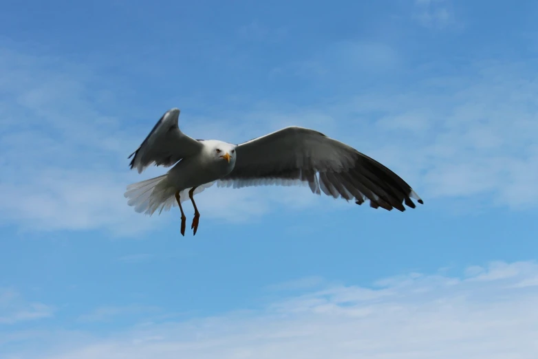 a seagull in flight against a blue sky, a picture, arabesque, camera photo