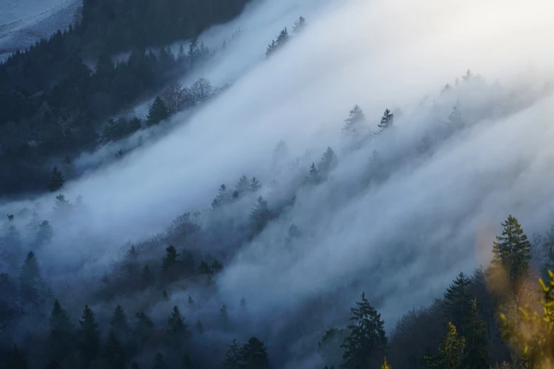 a foggy mountain with pine trees in the foreground, romanticism, japan lush forest, november, rippling trees, blanket of fog