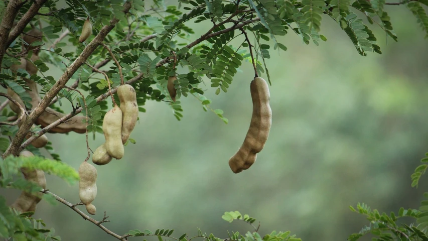 a couple of pods hanging from a tree, by Rajesh Soni, flickr, peanuts, banner, lush trunda vegetation, beige