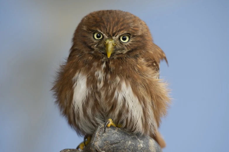 a brown and white owl sitting on top of a rock, a portrait, by Dietmar Damerau, hurufiyya, very very small owl, high res photo