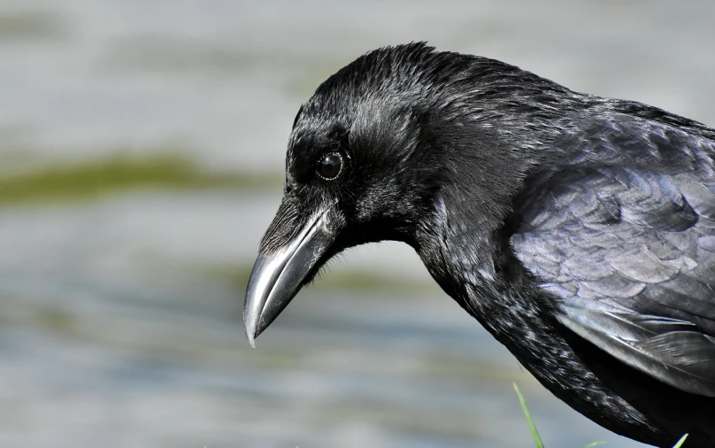 a black bird standing next to a body of water, a portrait, inspired by Gonzalo Endara Crow, pixabay, hurufiyya, close - up profile face, detailed jaw and eyes, about 3 5 years old, closeup of the face