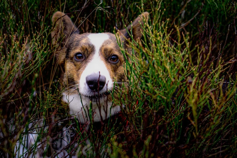 a dog that is sitting in the grass, a portrait, by Richard Carline, hiding, australian, color and contrast corrected, portrait of ((mischievous))