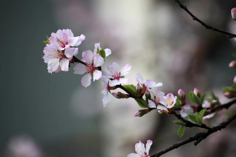 a close up of a branch of a tree with flowers, a picture, by Yi Jaegwan, trending on pixabay, arabesque, white and pink, depth of field : - 2, petals, peach