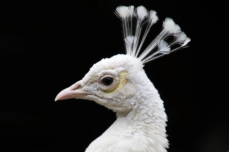 a close up of a white peacock with a black background, a portrait, hurufiyya, with short bobbed white hair, diadem on the head, anthropomorphic bird, with a mohawk