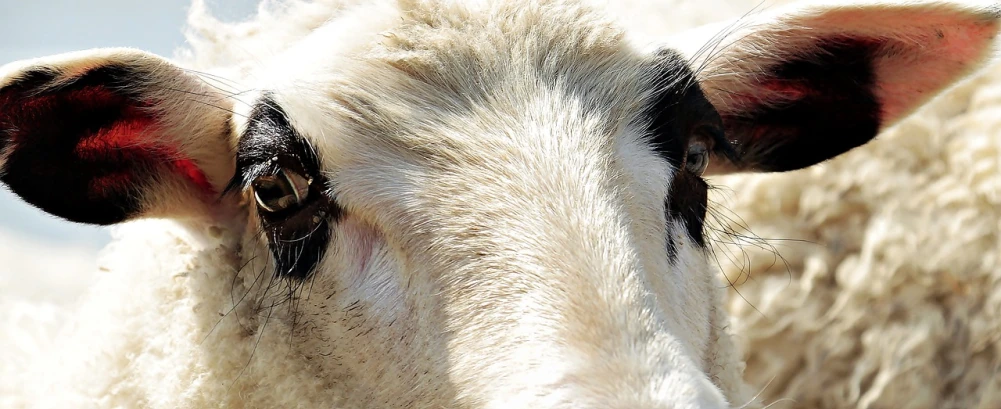a close up of a sheep looking at the camera, a photo, by Jan Rustem, fine art, eyes!, diverse eyes!, on a sunny day, symmetric!
