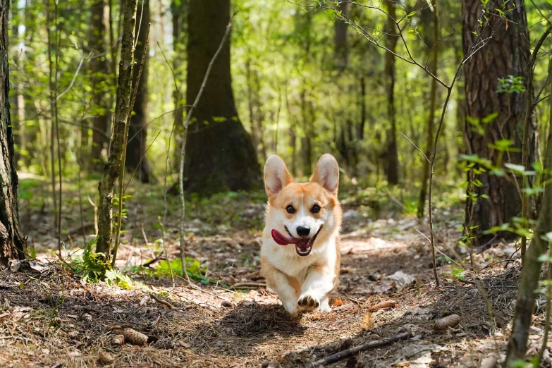 a brown and white dog running through a forest, a portrait, by Emma Andijewska, shutterstock, corgi cosmonaut, big!!!!!!!!!!!!, taken with sigma 2 0 mm f 1. 4, pikachu in a forest