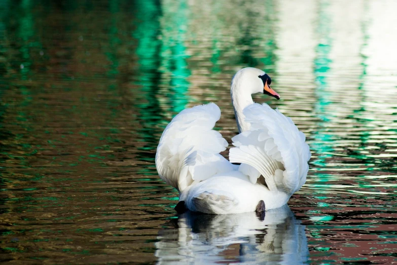 a white swan floating on top of a body of water, a photo, by Richard Carline, shutterstock, pale green backlit glow, vivid colors!, wet reflections, zoo photography