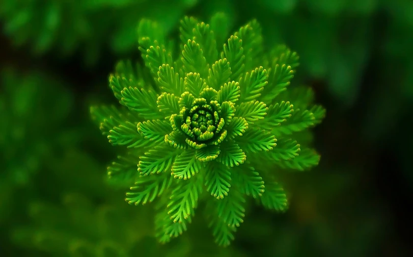 a close up of a plant with green leaves, a macro photograph, precisionism, rose of jericho, glowing delicate flower, fern, viewed from above