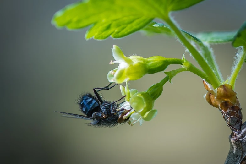 a close up of a bee on a plant, a macro photograph, hurufiyya, black and green, having a snack, anato finnstark. hyper detailed, jets