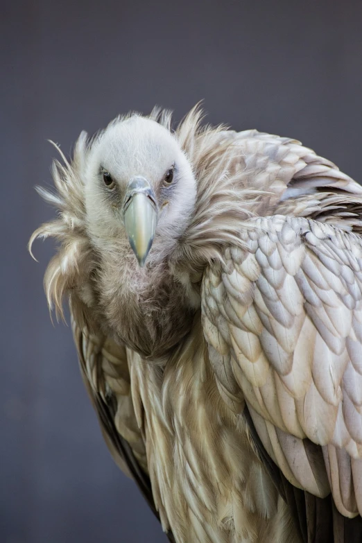 a large bird sitting on top of a wooden post, a portrait, shutterstock, baroque, tired face, sharp claws close up, grey skinned, on a gray background