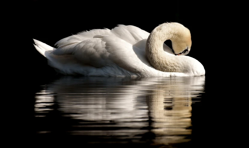 a white swan floating on top of a body of water, by Marten Post, flickr, romanticism, sleeping, award winning nature photography, backlit fur, reflection on the oil