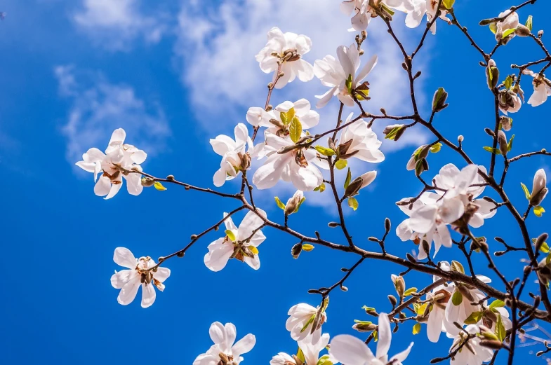 a tree with white flowers against a blue sky, shutterstock, baroque, magnolia stems, michael bair, 1 6 x 1 6, 1128x191 resolution