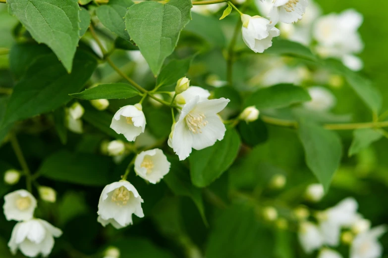 a bush of white flowers with green leaves, a portrait, shutterstock, bells, botanical photo, close-up product photo, caramel