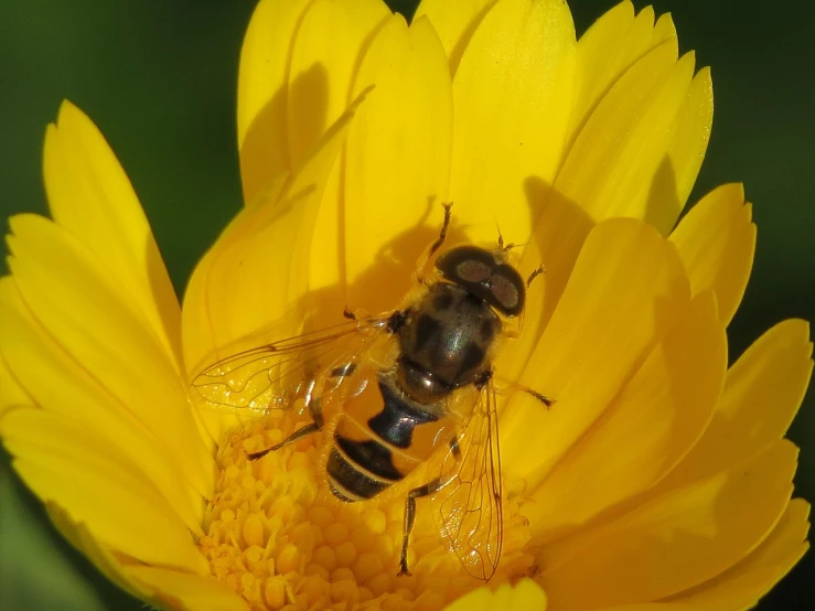 a close up of a bee on a yellow flower, bauhaus, glorious sunlight, male with halo, phone photo, high res photo