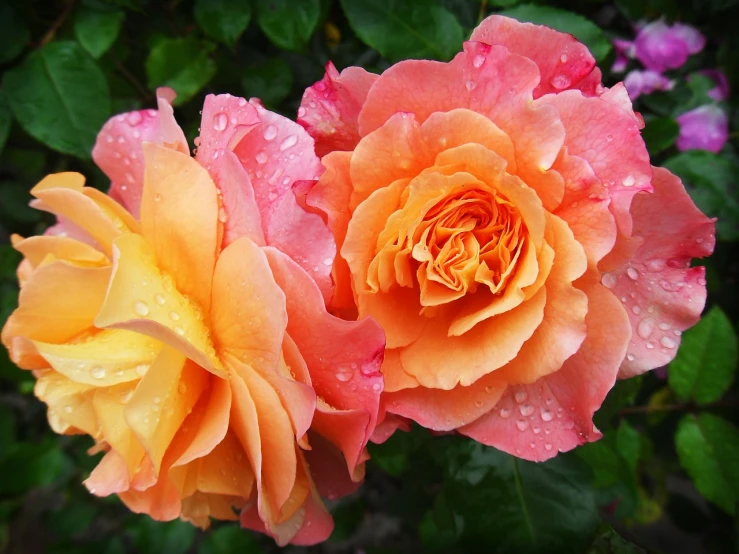 two orange roses with water droplets on them, pink yellow flowers, queen of flowers, beautiful shades, crown of roses