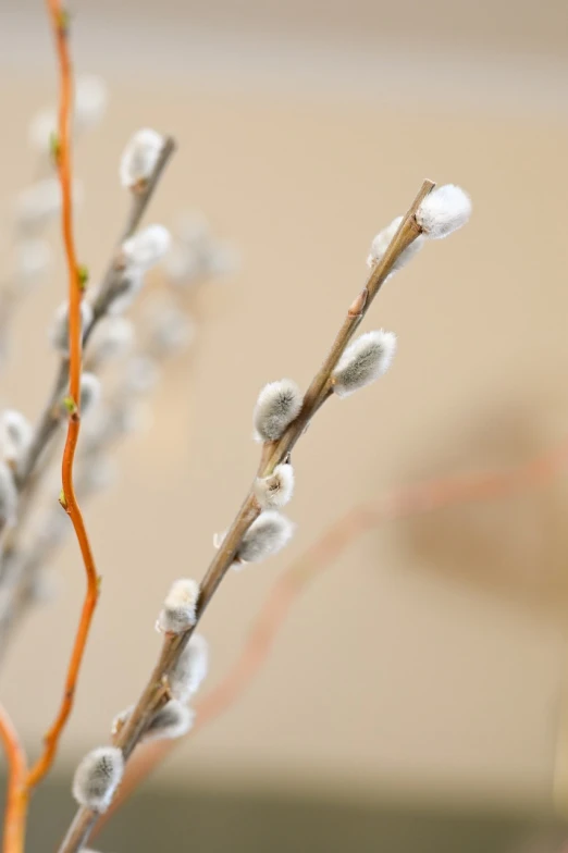 a close up of a branch of a plant, a macro photograph, folk art, willows, close-up product photo